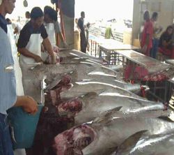 Tuna Fish