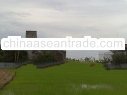 Bird Nest / White Bird Nest/ Edible Bird Nest