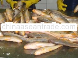 Rosy Jew Fish