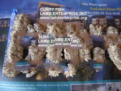 dried seacucumber
