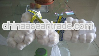 fresh garlic hot selling in world