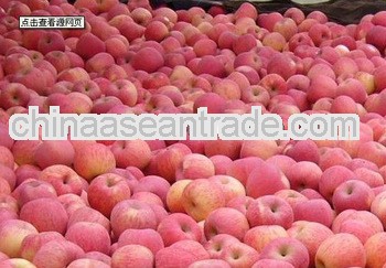 fresh new delicious fuji apple
