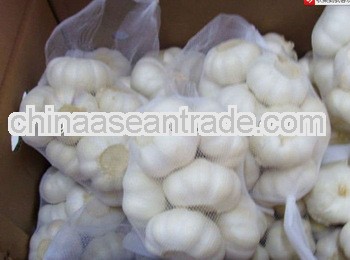 fresh white garlic---all package