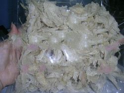 Broken Nest