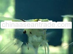 Live Marine Tropical Fish