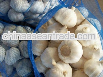 garlic