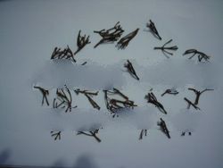 Clove stems