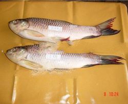 Frozen Rohu