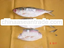 Frozen Hilsa Fish