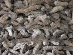 Dried seacucumber