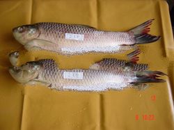 Frozen Rohu