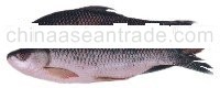 Nga Myit Chin Fish