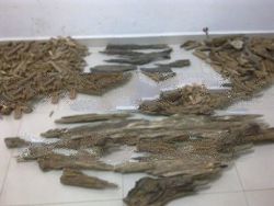 Tomoboo Agarwood