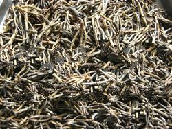 Clove stem