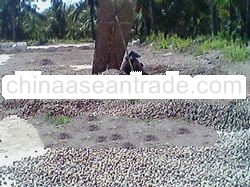 PUMICE STONE