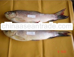 Fresh Water Fish Rohu