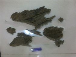 Tomoboo Agarwood