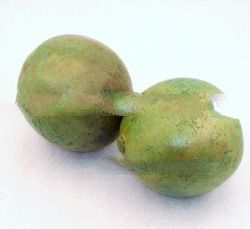 Ballon fruit green small