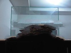 Tomoboo Agarwood