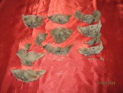 Aerodramus Fuciphagus (House Nest Swiftlet)