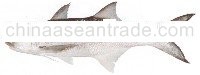 Blue threadfin
