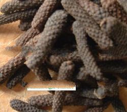 Long Pepper