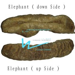 Elephant ( Dried Seacucumber )