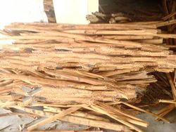 Cinnamon Stick