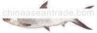 Milkfish