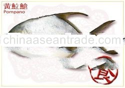 Silver Pomfret