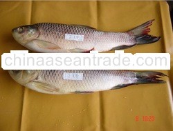 Rohu Fish From 
