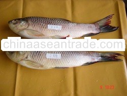 Fresh Water Fish Rohu