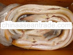 Conger Eel