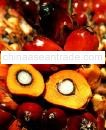 CRUDE PALM OIL