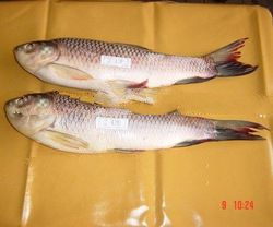 Rohu Frozen Fish 