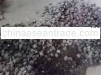Steam coal 6300 kcal/kg