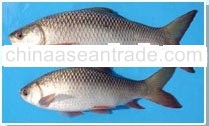 fresh water fish