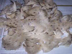 Raw House Nest
