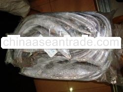 Ribbon Fish