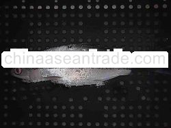 MILKFISH BANGUS