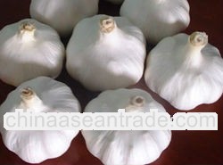 supply peeled garlic spicy garlic for garlic buyer