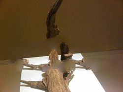 Tomoboo Agarwood