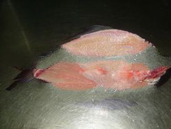 Frozen Fish