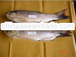 Frozen Rohu Fish