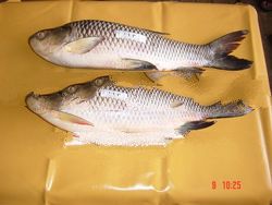 Frozen Rohu Fish