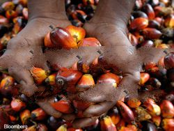 Palm Oil, CPO, CP8, CP10