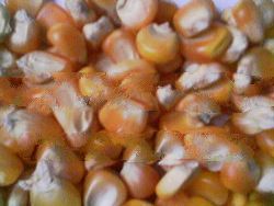 Yellow Corn
