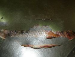 Frozen Tilapia
