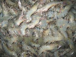 Tiger Shrimp