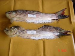 Frozen Rohu